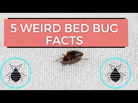 5 Weird Bed Bug Facts You'll Want To Know! 😅