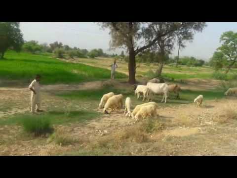 Ho Dilri lutti tain yar sajan kethay mor muharan aa watan by Attulha Khan Esakehlvi