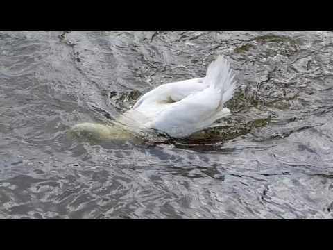 Swan Kills Goose in River