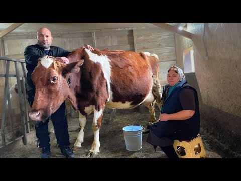 🧀CHEESE WITH YOUR OWN HANDS🐄Cheese factory at home