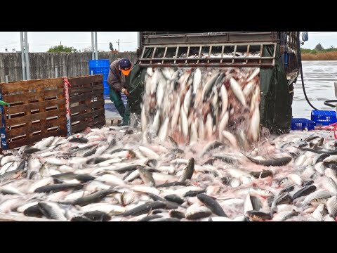 Amazing Skill！Fish Cutting Skills, Various Fish Catch / 驚奇的台灣美食！ 魚的切割技能