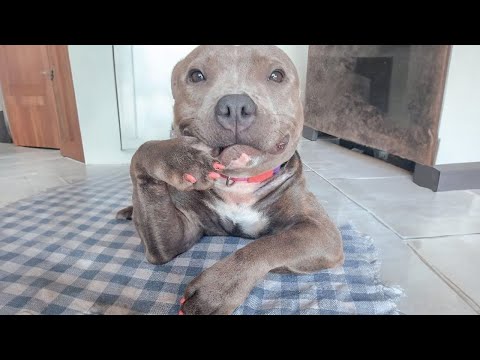 Funny Dogs And Cats Videos 2024 😅   Best Funniest Animal Videos Of The week