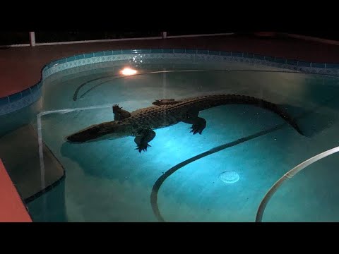 11-Foot-Long Alligator Bursts Through Screen to Swim in Family's Enclosed Pool