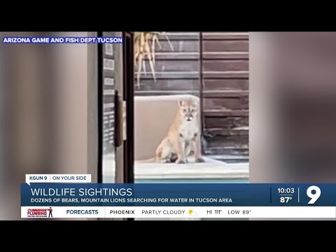 Dozens of bears, mountain lions searching for water in Tucson metro area