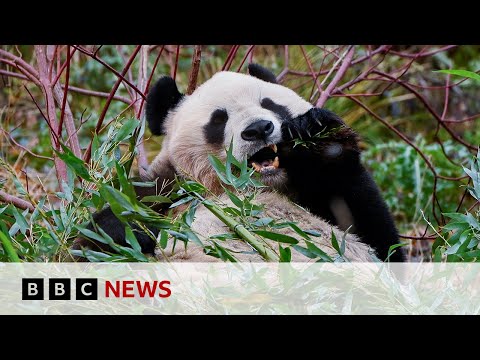 Edinburgh Zoo&rsquo;s giant pandas prepare to return to China | BBC News