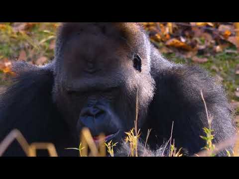 Mountain Gorillas If You Love Animals what you NEED to know.