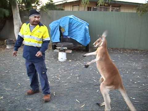 kangaroo boxing