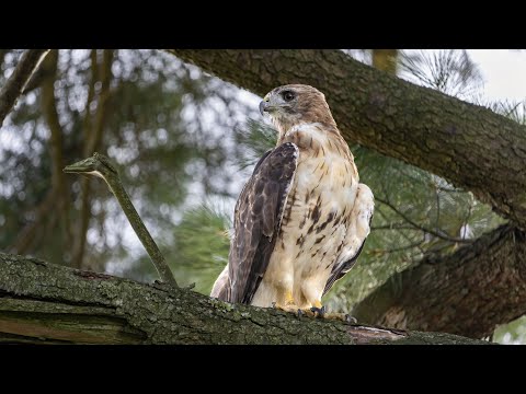 Bird Photography | Native Birds of Pennsylvania