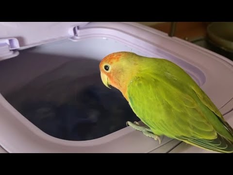 Parrot Jumps Into A Running Washing Machine