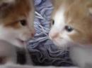 Kittens Talking