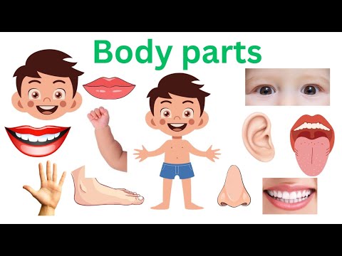 Body parts name/Parts of body/Name of Body Parts in English and Tamil with pictures 