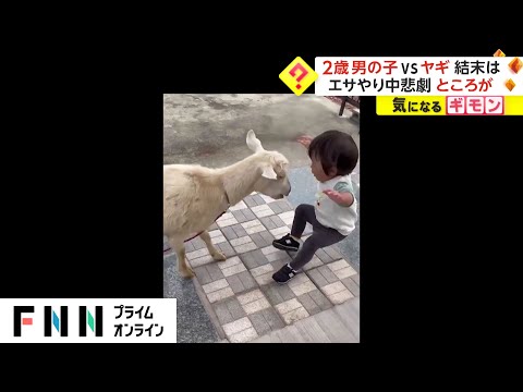 2歳男の子 VS ヤギ エサやり中に悲劇が...　ところがこの日一番の笑顔に