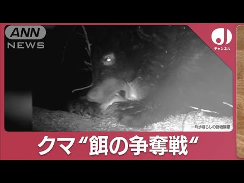 クマ&ldquo;冬眠時期&rdquo;も目撃多発&hellip;イノシシらと「餌の争奪戦」実態は(2023年12月11日)