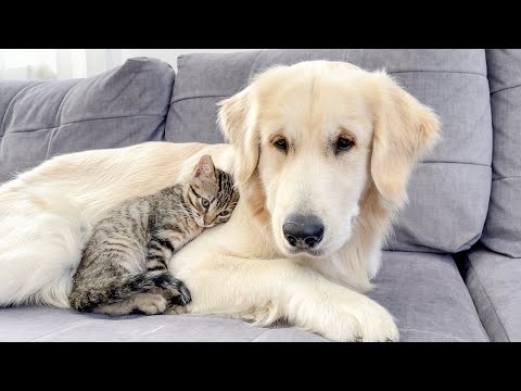 Kitten Goes From Being Afraid of Golden Retrievers to Snuggling to Sleep (Cutest Ever!!)