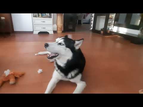 &quot;Jingle Bells&quot; from husky ...