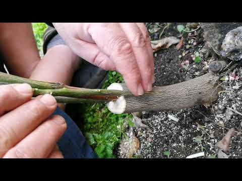 Citrus, lemon, orange, mandarin grafting. Tree grafting technique