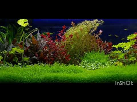 Tropica Soil Tag 200