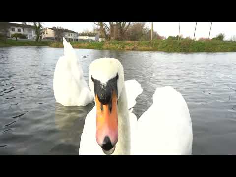 Swan - Close Head detail