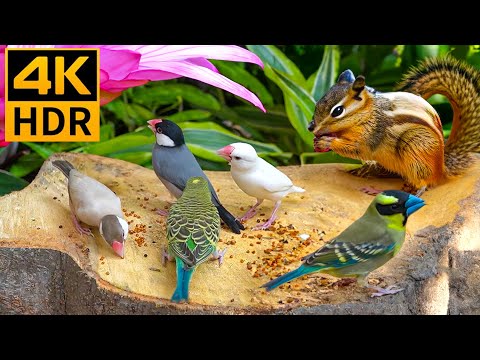 Cat TV for Cats to Watch 😺 Fascinating Birds and Their Squirrel Friends 🐦 12 Hours (4K HDR)