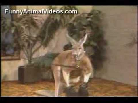 Killer Willard the Boxing Kangaroo