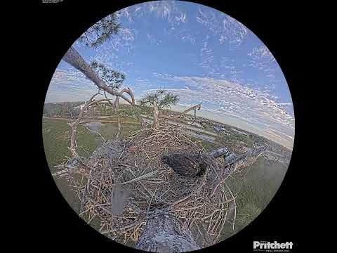 Southwest Florida Eagle Cam - Cam 360