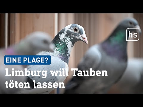 T&amp;ouml;ten statt Geburtenkontrolle &amp;ndash; Stadt Limburg will Tauben an den Kragen gehen | hessenschau