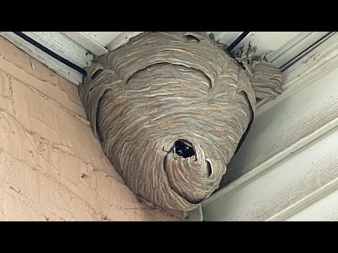 Duct tape vs Hornet nest (trapping them inside)