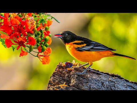 Peaceful Music, Relaxing Music, Calm Stress Relief Music, RELAXING PIANO - Music