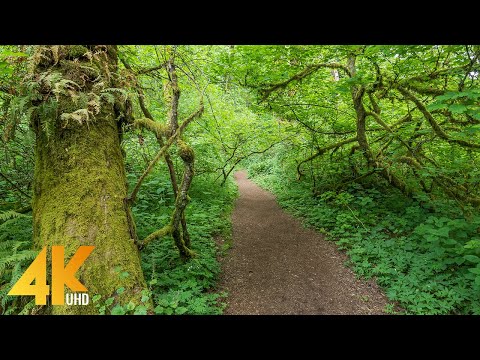 4K Virtual Hike on a Sunny Day - 3,5 Hours Forest Walk along the Coal Creek Trail, Bellevue