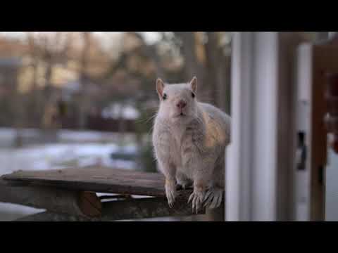 Squirrel making provisions