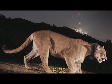 LA hosts celebration of life for mountain lion P-22