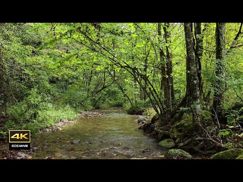 4K  Sounds heard in the countryside / Birds chirping, the sound of flowing water