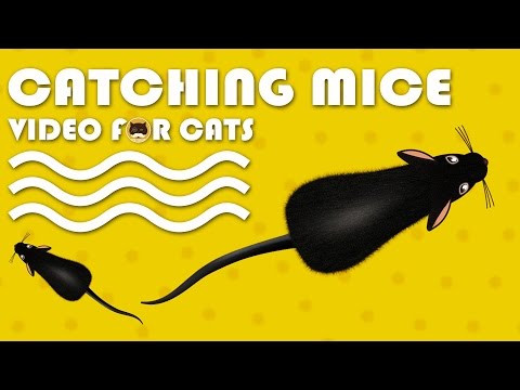CAT GAMES - Catching Mice! Entertainment Video for Cats to Watch | CAT &amp; DOG TV.