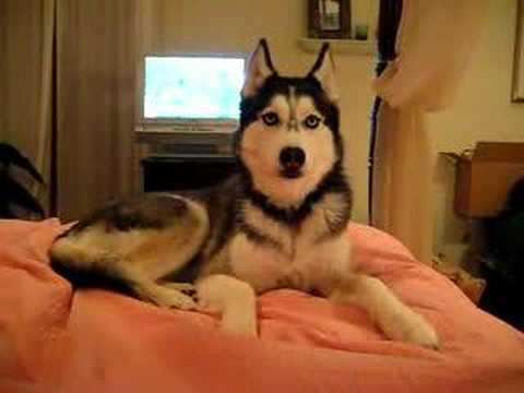 Husky Dog Talking - &quot; I love you &quot;