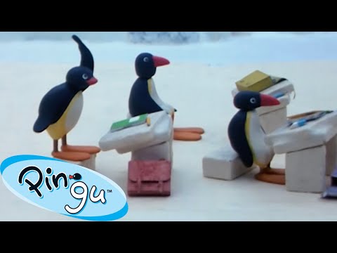 Pingu Goes Back to School 🐧 | Pingu - Official Channel | Cartoons For Kids