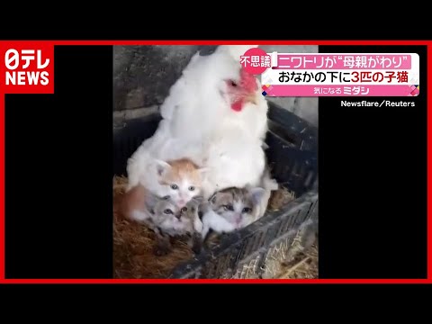 【まさか】ニワトリが温めていたのは&hellip;３匹の子猫！？　イラク（2021年4月19日放送「news every.」より）