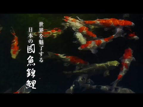 泳ぐ宝石　國魚錦鯉