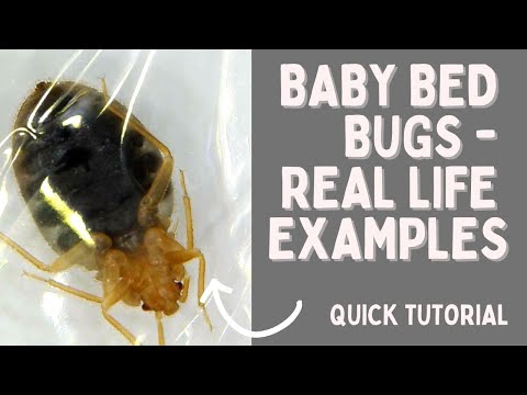 What Do Baby Bed Bugs Look Like? Real Life Examples!