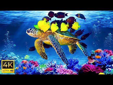 Relaxing Music to Relieve Stress, Anxiety &amp; Depression 🐠 Mind, Body &amp; Soul Healing