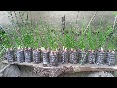 Growing Green Onions at Home A waste plastic bottles|| How to grow Green Onions at Home