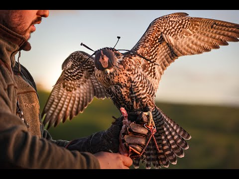 Falconry in Spain 2023, rabbit/partridge. + Duck hunting @ falconsbridge! (Cetrer&iacute;a Espa&ntilde;a)