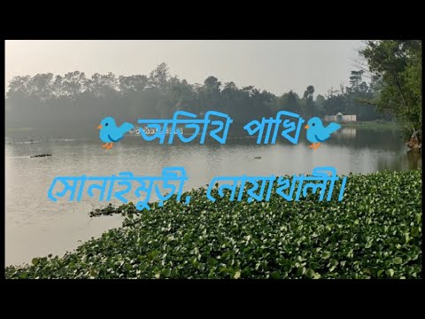 অতিথি পাখি। সোনাইমুড়ী,নোয়াখালী।