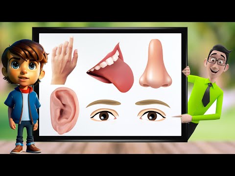 الحواس الخمس - تعليم الحواس الخمس وأجزاء الجسم للأطفال Five Senses for kids - 