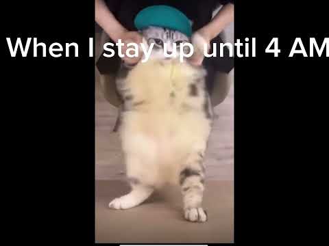 Fun cat dancing