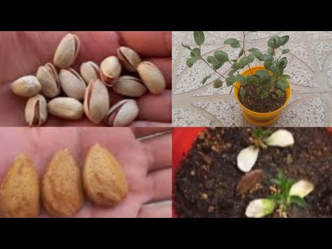 Pistachio and almond cultivation training - with 100% success for beginners