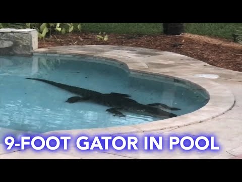 9-foot alligator found in Florida family's swimming pool