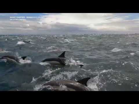 Thousands of dolphins greet tourists off South African coast