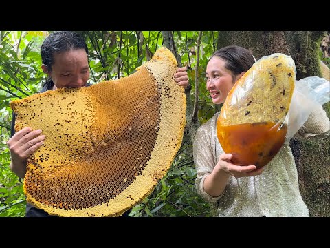 Harvesting Giant Forest Honey Goes to the market sell- V&agrave;ng Hoa