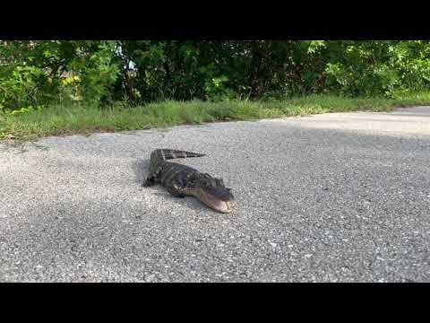 Baby Alligator