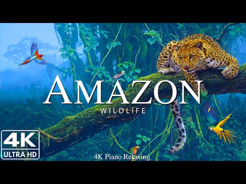 Amazon 4k - The World&rsquo;s Largest Tropical Rainforest | Jungle Sounds | Scenic Relaxation Film